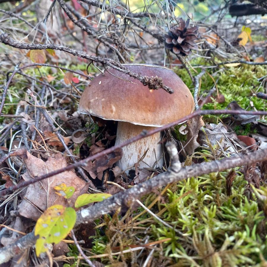 Ma Cabane Au Bord Du Lac Neuvic  Exteriör bild